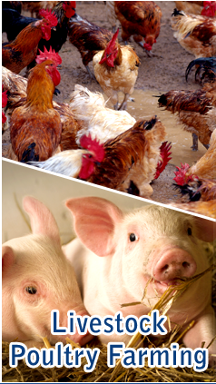 Livestock/Poultry Farming