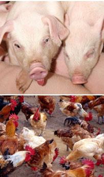 Animal Husbandry