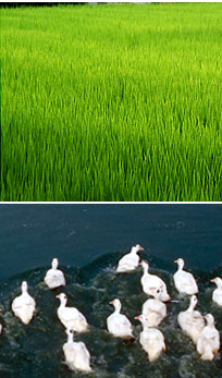 Environmental